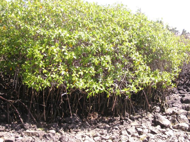 mangrovethomasroedl.jpg