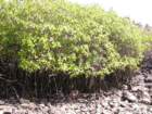 mangrovethomasroedl_small.jpg